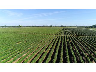 Van Buren County, Michigan Farmland - LAND AUCTION - 300+/- ACRES SPECIALTY CROP - GRAPES AND HOPS - OFFERED IN 8 TRACTS IN VAN BUREN COUNTY, MICHIGAN